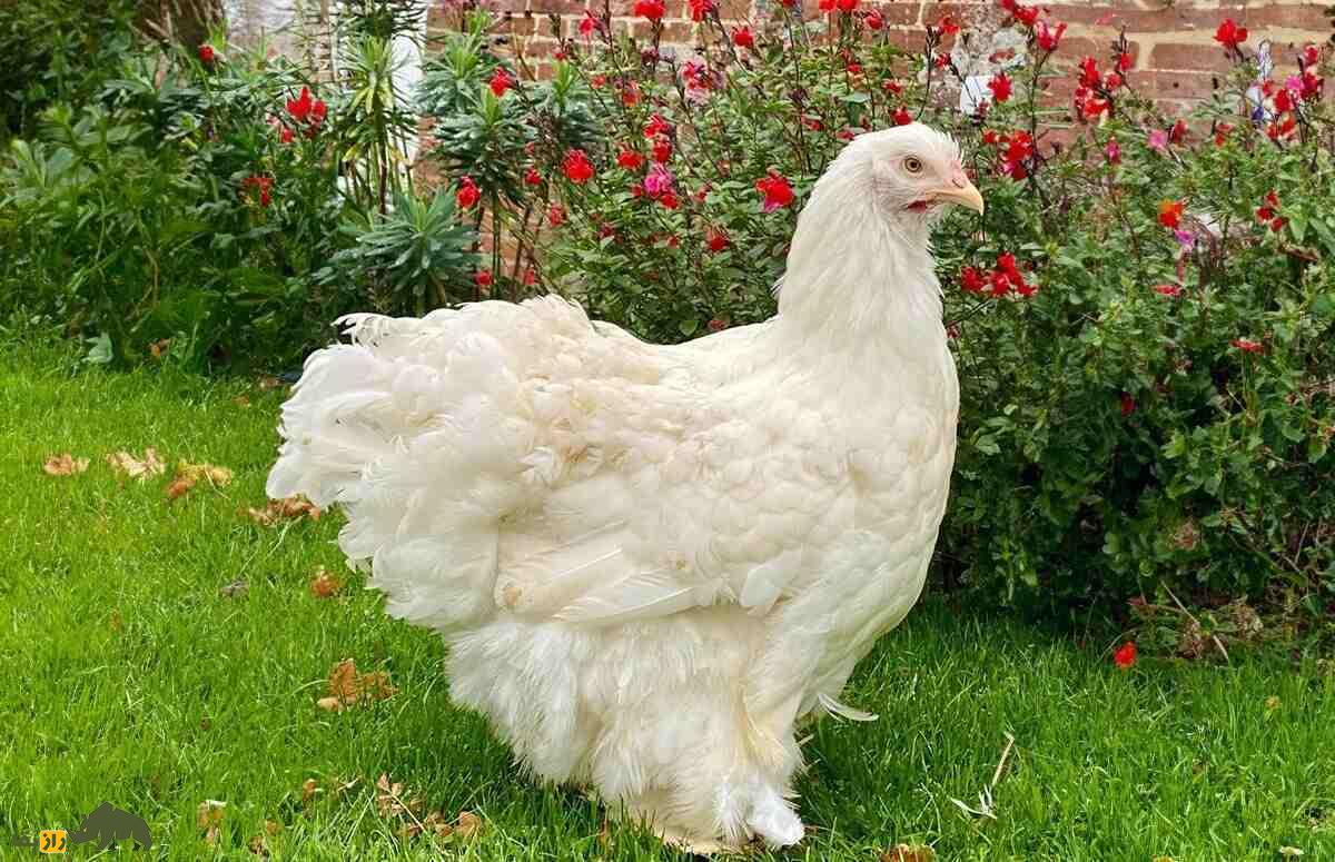 مرغ و خروس کوشین؛ مرغ ۵ کیلویی چینی که تمام نقاط بدنش پوشیده از پر است مرغ و خروس کوشین؛ مرغ ۵ کیلویی چینی که تمام نقاط بدنش پوشیده از پر است