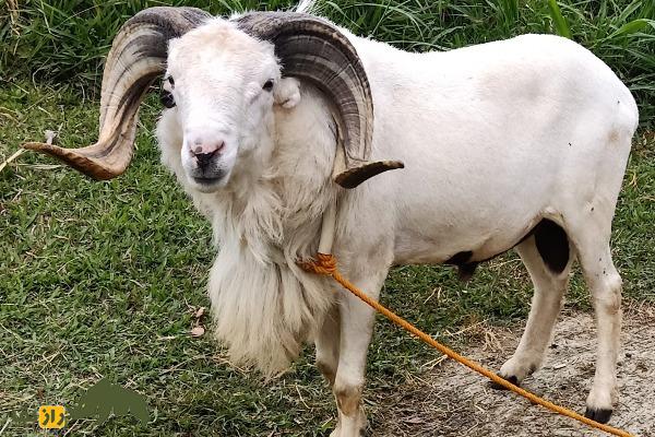 گوسفند پریانگان یا گاروت؛ گوسفند جنگنده اندونزیایی که برای رینگ مبارزه پرورش داده شد
