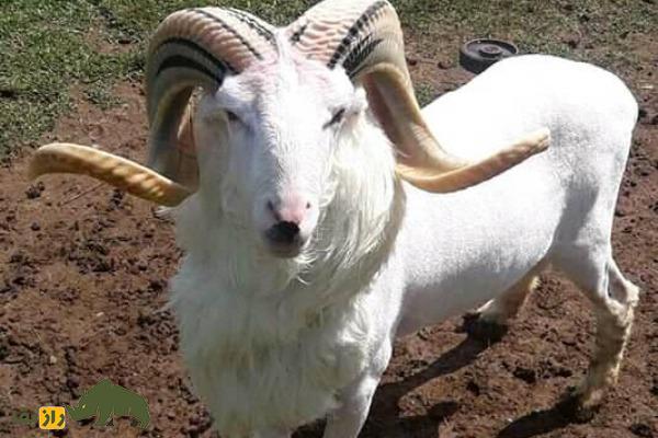گوسفند پریانگان یا گاروت؛ گوسفند جنگنده اندونزیایی که برای رینگ مبارزه پرورش داده شد