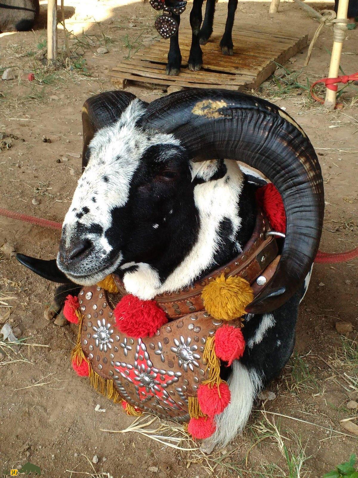 گوسفند پریانگان