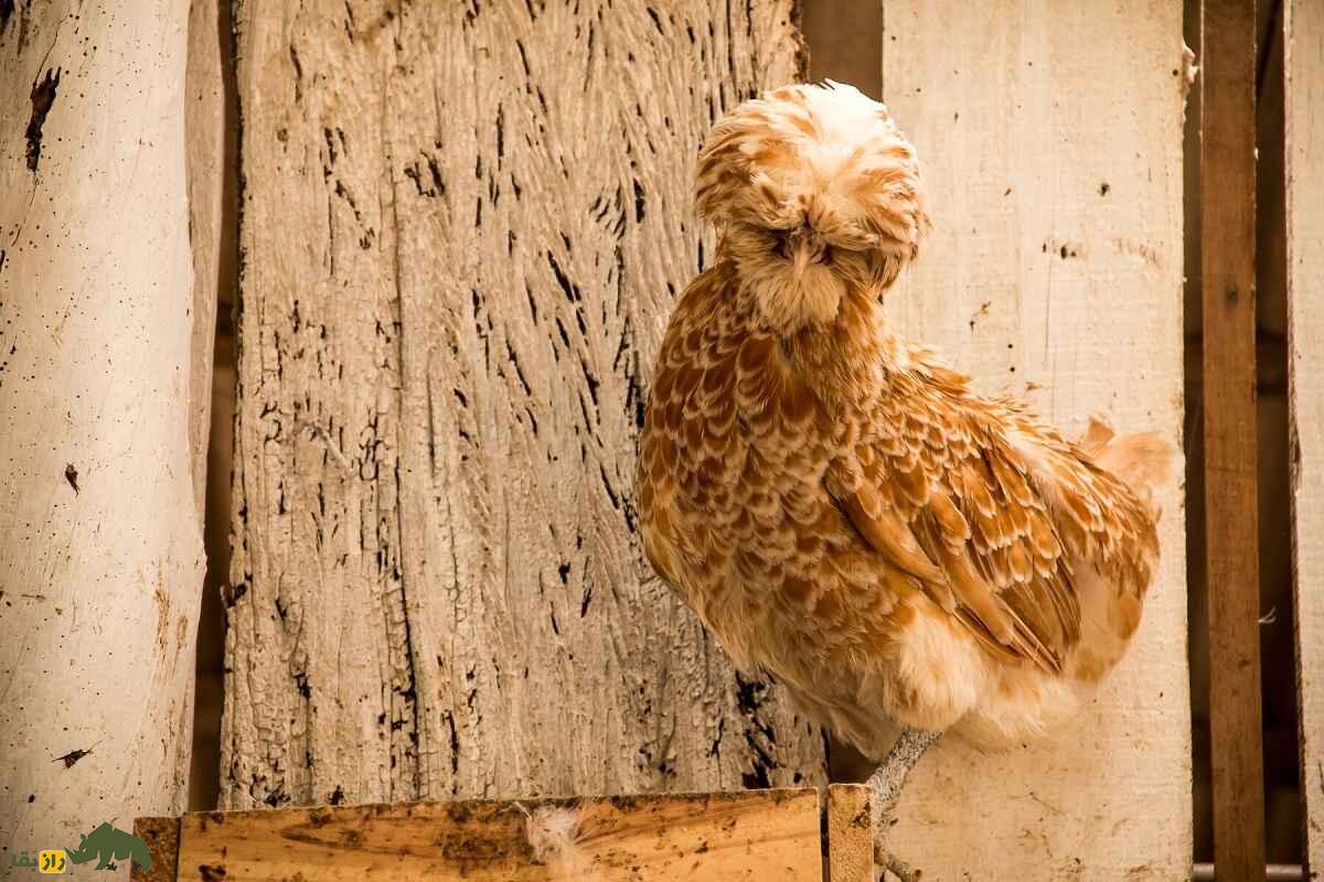 مرغ لهستانی؛ زیباترین مرغ جهان که کسی گوشتش را نمی‌خورد!