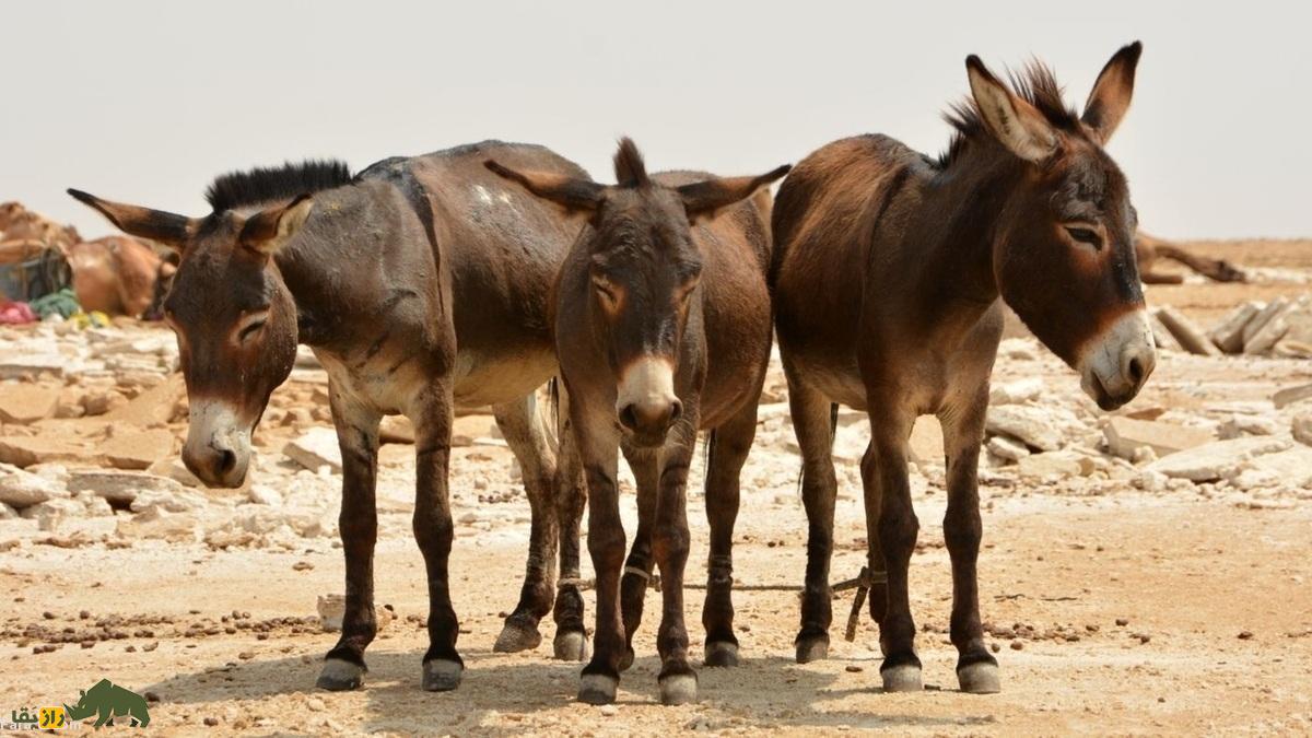 قیمت خر سر به فلک گذاشت؛ چرا چین تمام الاغهای جهان را میخرد؟! قیمت خر سر به فلک گذاشت؛ چرا چین تمام الاغهای جهان را میخرد؟!