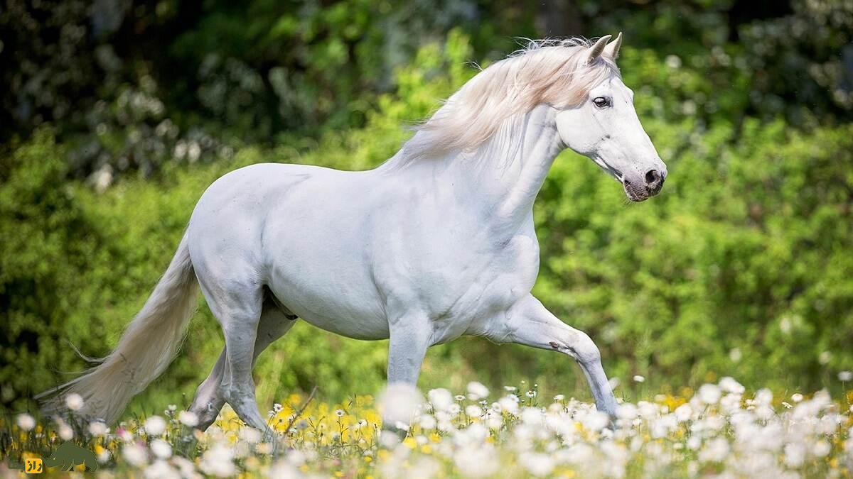 اسب اندلسی؛ اسب مشهوری که شاخ دارد و در فیلم‌های «گلادیاتور» و «ارباب حلقه‌ها» بازی کرد