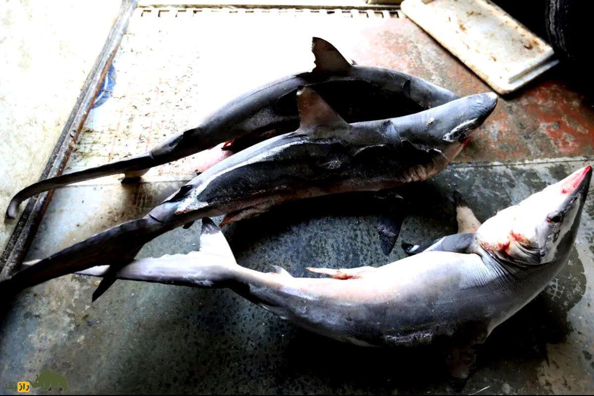 آیا واقعا کوسهها سرطان نمیگیرند و گوشت و باله کوسه برای سرطان خوب است؟