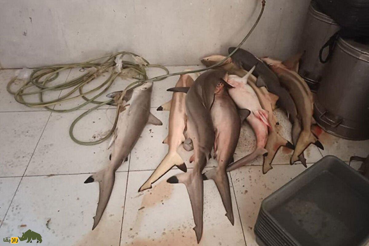 آیا واقعا کوسهها سرطان نمیگیرند و گوشت و باله کوسه برای سرطان خوب است؟ آیا واقعا کوسهها سرطان نمیگیرند و گوشت و باله کوسه برای سرطان خوب است؟