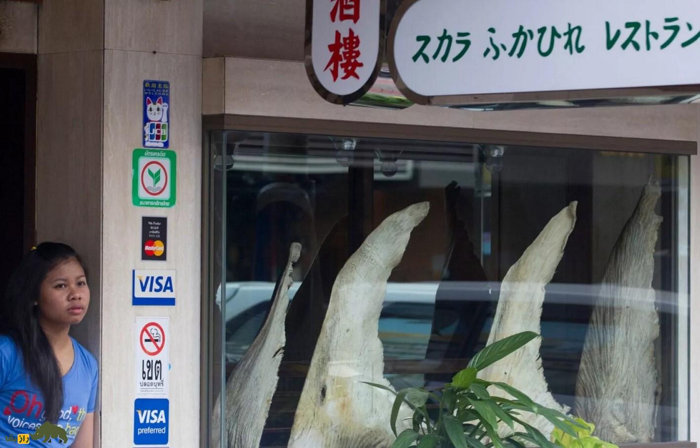 آیا واقعا کوسهها سرطان نمیگیرند و گوشت و باله کوسه برای سرطان خوب است؟ آیا واقعا کوسهها سرطان نمیگیرند و گوشت و باله کوسه برای سرطان خوب است؟