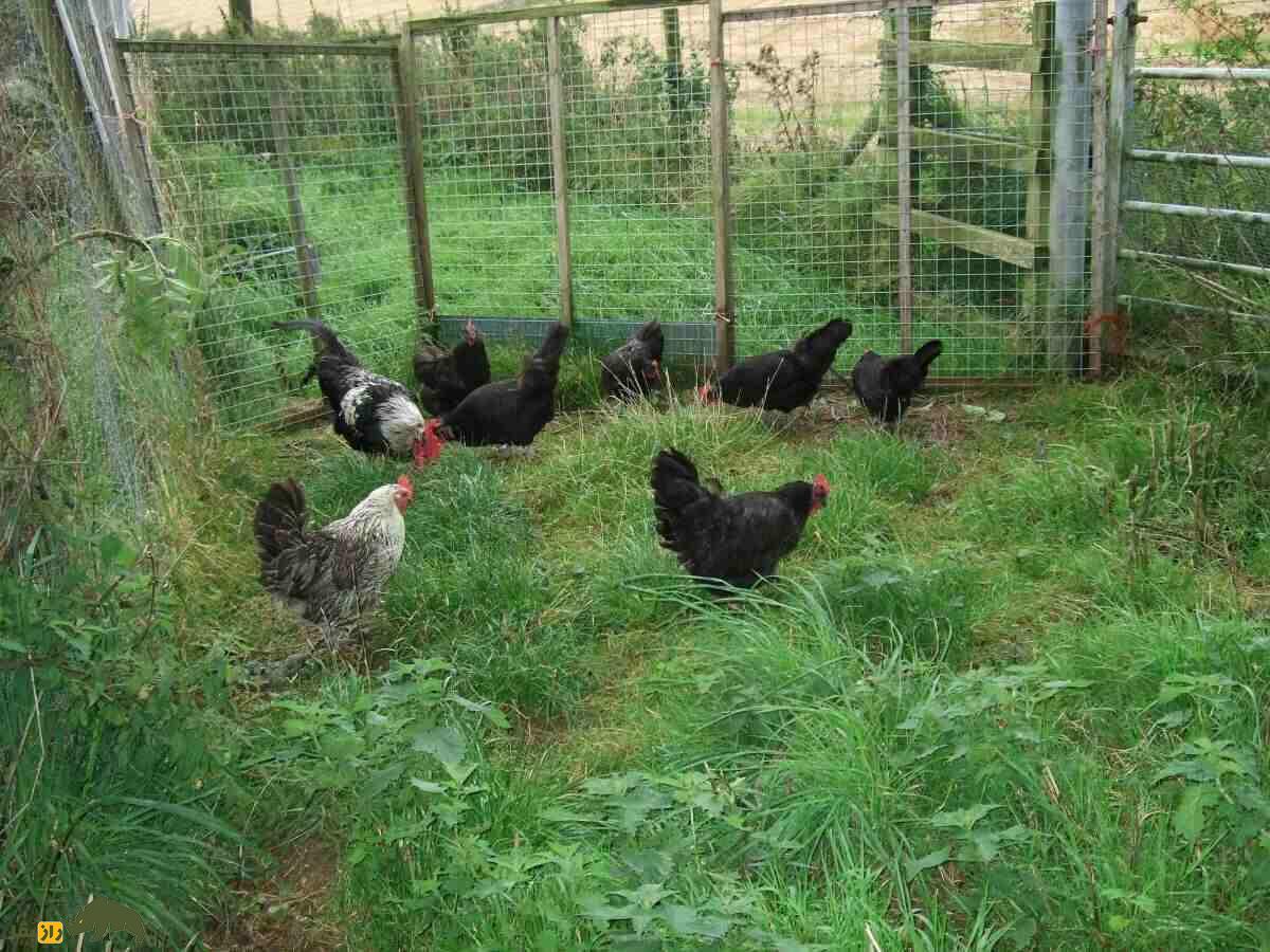 مرغ و خروس دامپی اسکاتلندی (Scots Dumpy)؛ نژاد معروف به کوتوله که طول پاهایش فقط ۳ سانتیمتر است مرغ و خروس دامپی اسکاتلندی (Scots Dumpy)؛ نژاد معروف به کوتوله که طول پاهایش فقط ۳ سانتیمتر است