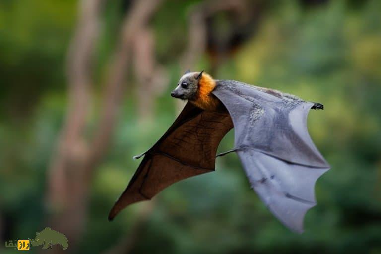 روباه پرنده؛ خفاش عجیبی شبیه روباه که میوه می‌خورد طول بال‌های آن ۱.۷ متر است