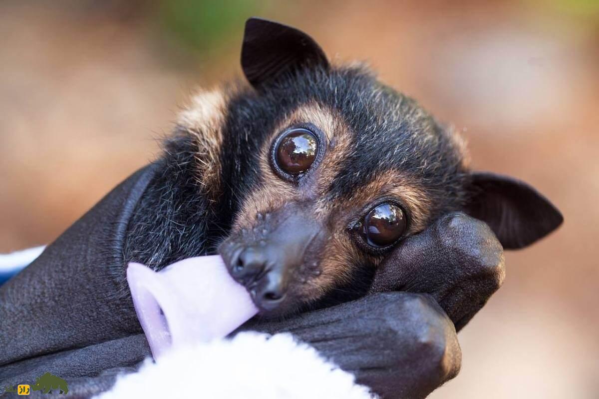 روباه پرنده؛ خفاش عجیبی شبیه روباه که میوه می‌خورد طول بال‌های آن ۱.۷ متر است