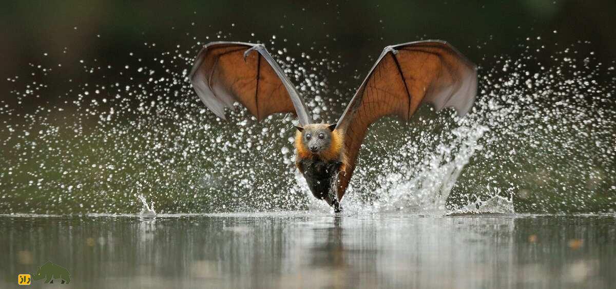 روباه پرنده؛ خفاش عجیبی شبیه روباه که میوه می‌خورد طول بال‌های آن ۱.۷ متر است