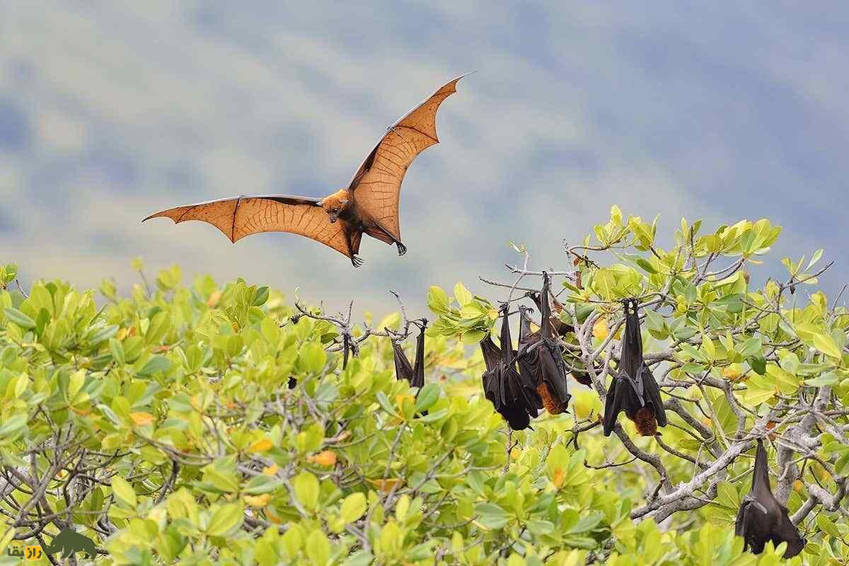 روباه پرنده؛ خفاش عجیبی شبیه روباه که میوه می‌خورد طول بال‌های آن ۱.۷ متر است