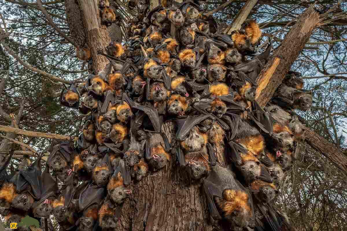 روباه پرنده؛ خفاش عجیبی شبیه روباه که میوه می‌خورد طول بال‌های آن ۱.۷ متر است