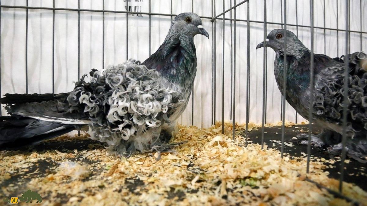 کبوتر «فریل‌بَک»؛ کبوتر عجیب آمریکایی که تمام پرهایش فرفری هستند
