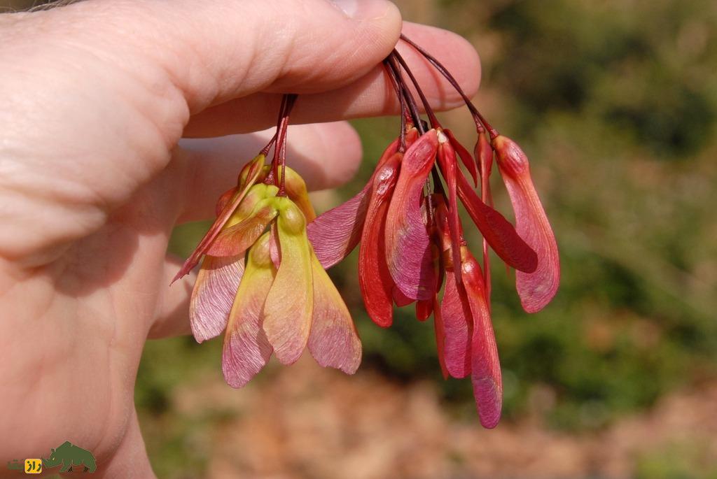 سامارا؛ میوه عجیبی که بال دارد و مثل هلیکوپتر پرواز می‌کند