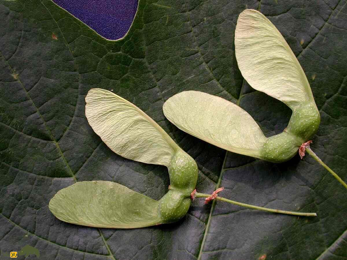 سامارا؛ میوه عجیبی که بال دارد و مثل هلیکوپتر پرواز می‌کند