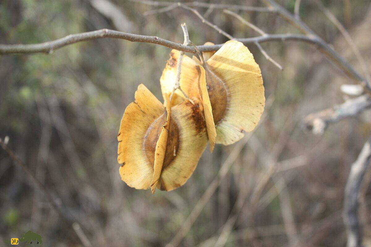 سامارا؛ میوه عجیبی که بال دارد و مثل هلیکوپتر پرواز می‌کند