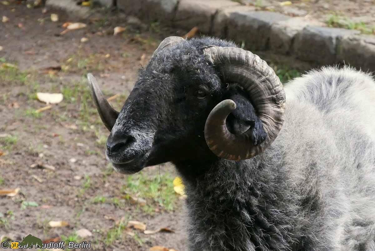 قره‌گُل؛ گوسفند اُزبَک با مشهورترین پشم رنگی جهان که آمریکا به شدت به آن علاقه دارد