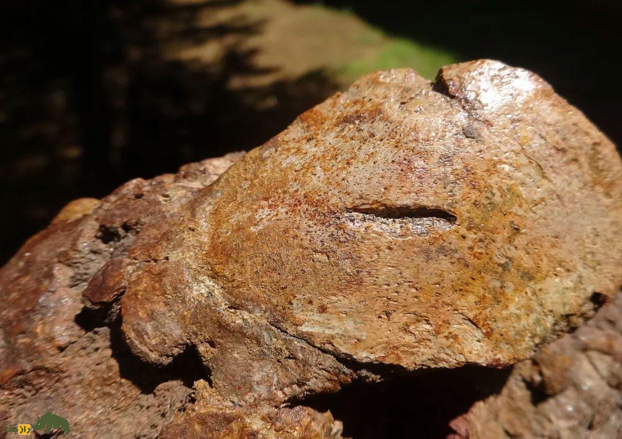 کشف فسیل یک گاو دریایی ماقبل تاریخ که توسط یک کروکودیل و یک کوسه ببری شکار شده بود! کشف فسیل یک گاو دریایی ماقبل تاریخ که توسط یک کروکودیل و یک کوسه ببری شکار شده بود!