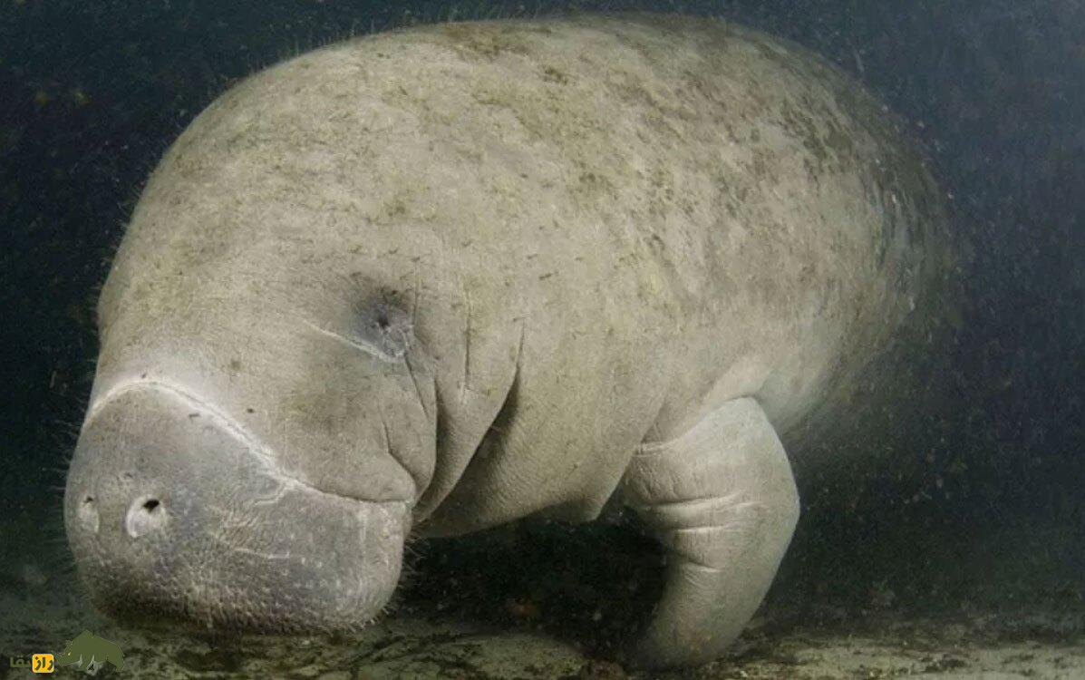 کشف فسیل یک گاو دریایی ماقبل تاریخ که توسط یک کروکودیل و یک کوسه ببری شکار شده بود! کشف فسیل یک گاو دریایی ماقبل تاریخ که توسط یک کروکودیل و یک کوسه ببری شکار شده بود!