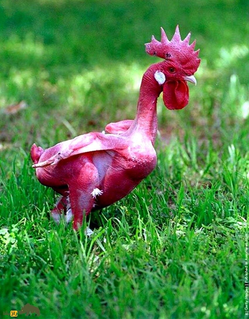 مرغ برهنه؛ مرغ و خروسهای کاملا لخت که به شیوهای هولناک توسط اسرائیلیها ساخته شد مرغ برهنه