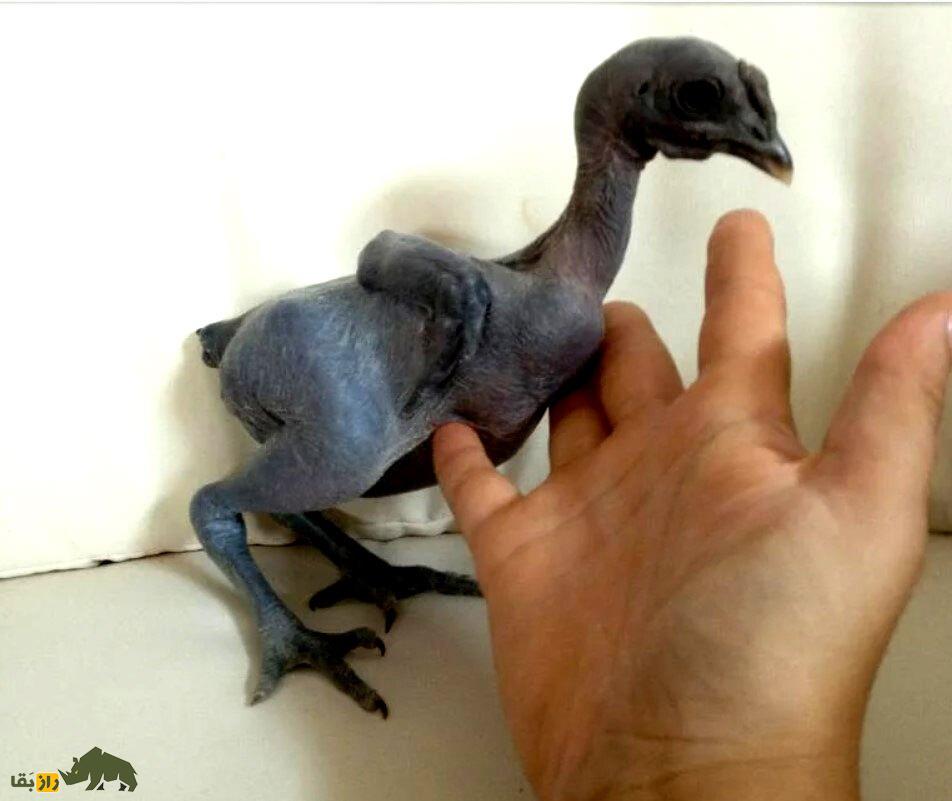 مرغ برهنه؛ مرغ و خروسهای کاملا لخت که به شیوهای هولناک توسط اسرائیلیها ساخته شد مرغ برهنه؛ مرغ و خروسهای کاملا لخت که به شیوهای هولناک توسط اسرائیلیها ساخته شد