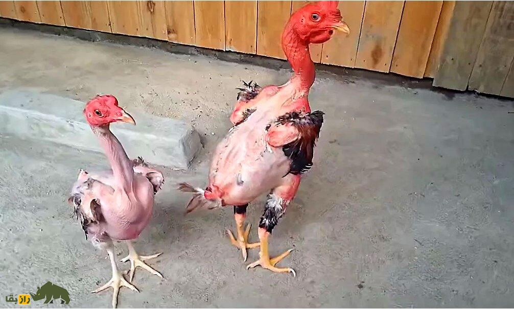 مرغ برهنه؛ مرغ و خروسهای کاملا لخت که به شیوهای هولناک توسط اسرائیلیها ساخته شد مرغ برهنه؛ مرغ و خروسهای کاملا لخت که به شیوهای هولناک توسط اسرائیلیها ساخته شد