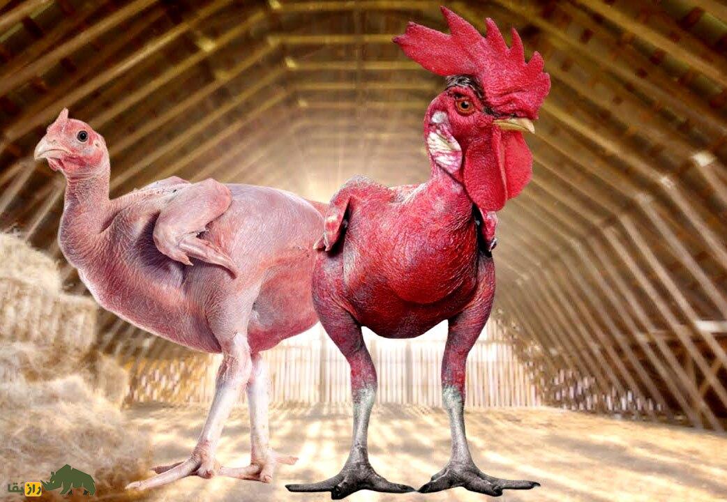 مرغ برهنه؛ مرغ و خروسهای کاملا لخت که به شیوهای هولناک توسط اسرائیلیها ساخته شد مرغ برهنه؛ مرغ و خروسهای کاملا لخت که به شیوهای هولناک توسط اسرائیلیها ساخته شد