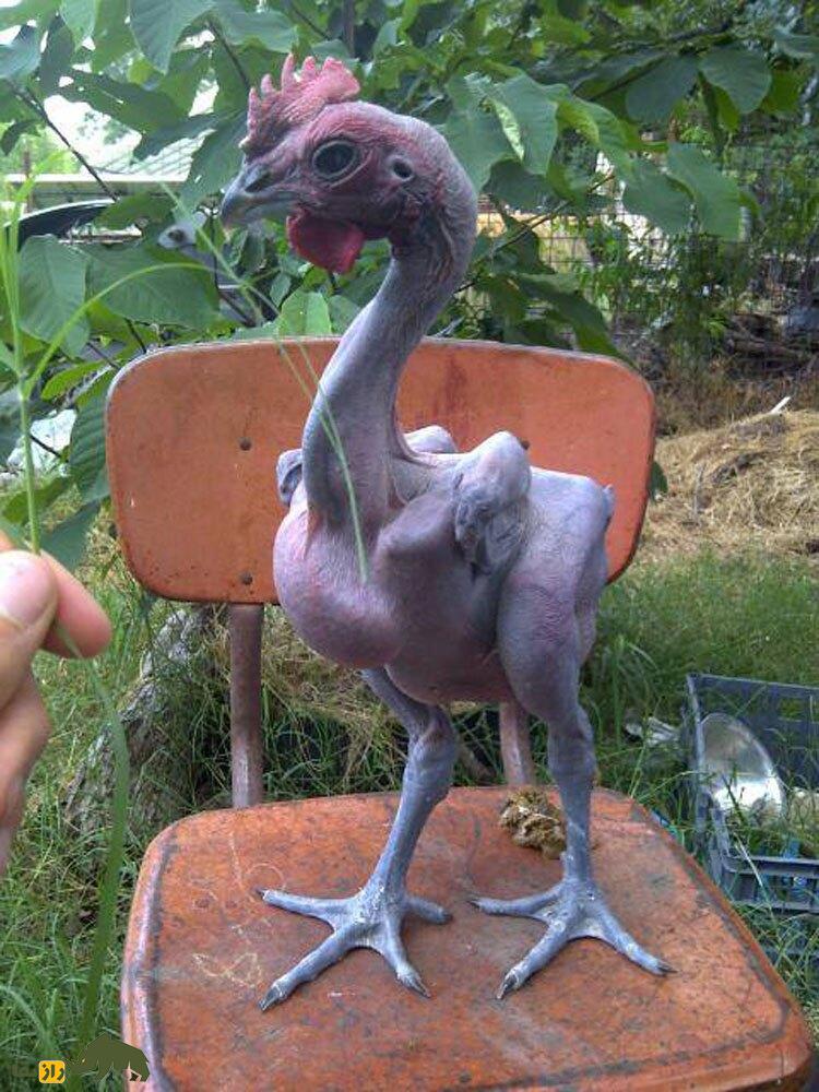 مرغ برهنه؛ مرغ و خروسهای کاملا لخت که به شیوهای هولناک توسط اسرائیلیها ساخته شد مرغ برهنه؛ مرغ و خروسهای کاملا لخت که به شیوهای هولناک توسط اسرائیلیها ساخته شد