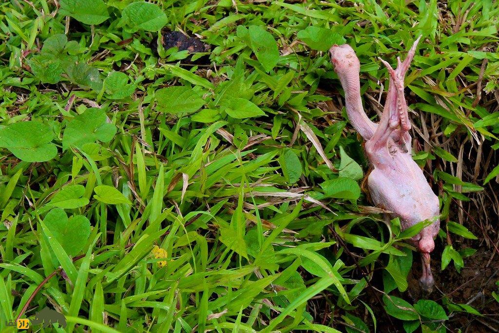 مرغ برهنه؛ مرغ و خروسهای کاملا لخت که به شیوهای هولناک توسط اسرائیلیها ساخته شد مرغ برهنه؛ مرغ و خروسهای کاملا لخت که به شیوهای هولناک توسط اسرائیلیها ساخته شد