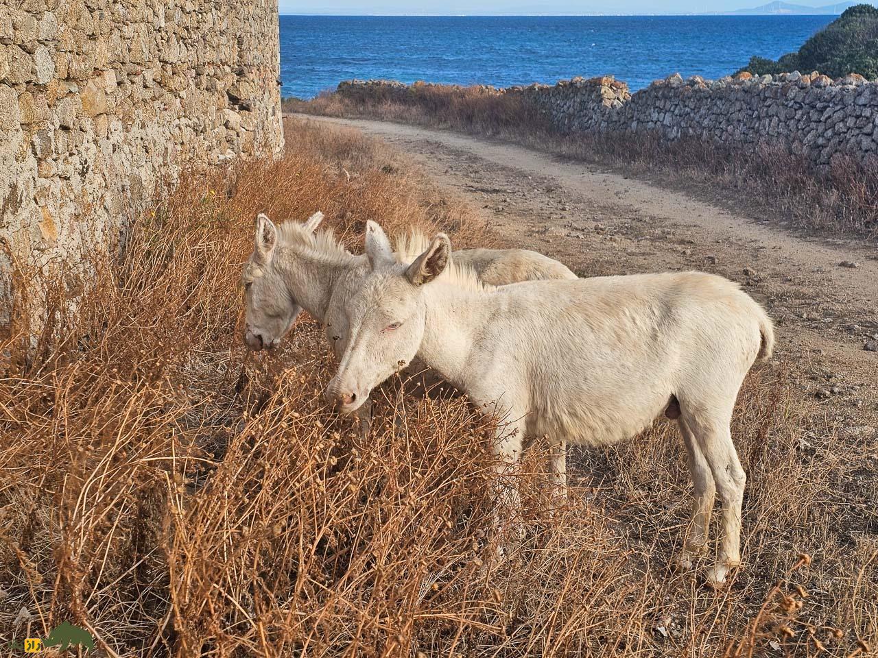 خر آسینارا؛ خر وحشی ایتالیایی کاملا سفید با چشمان آبی که نمونه آن فقط در افسانه‌ها وجود دارد
