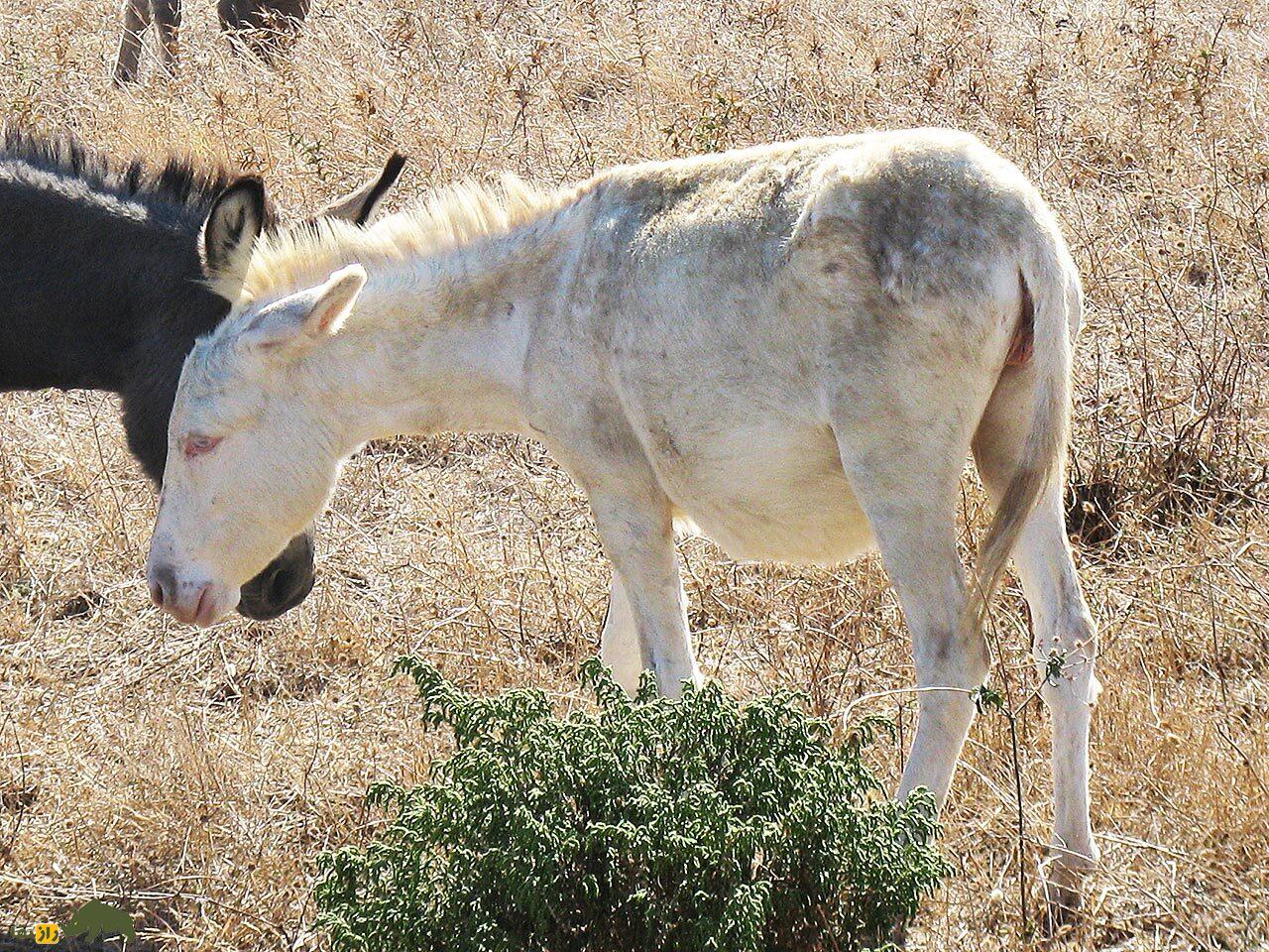 خر آسینارا؛ خر وحشی ایتالیایی کاملا سفید با چشمان آبی که نمونه آن فقط در افسانه‌ها وجود دارد