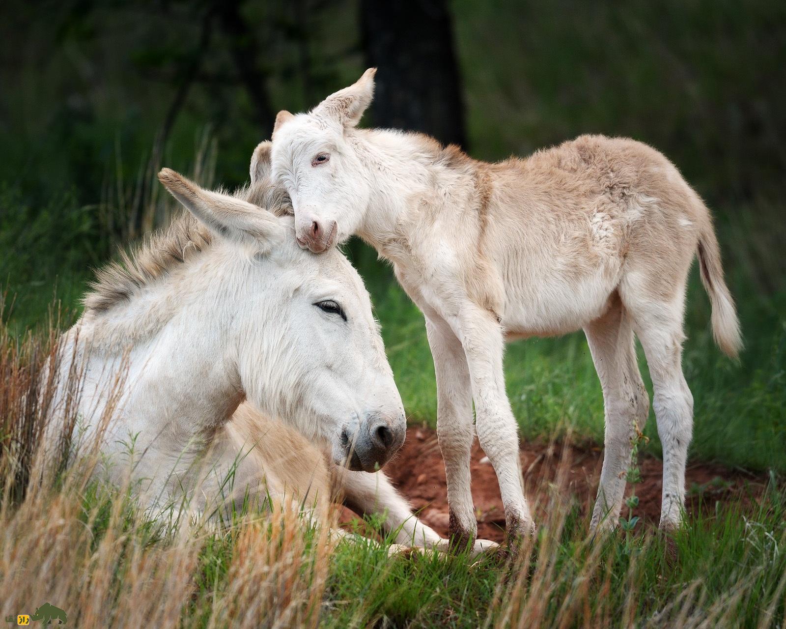خر آسینارا؛ خر وحشی ایتالیایی کاملا سفید با چشمان آبی که نمونه آن فقط در افسانه‌ها وجود دارد