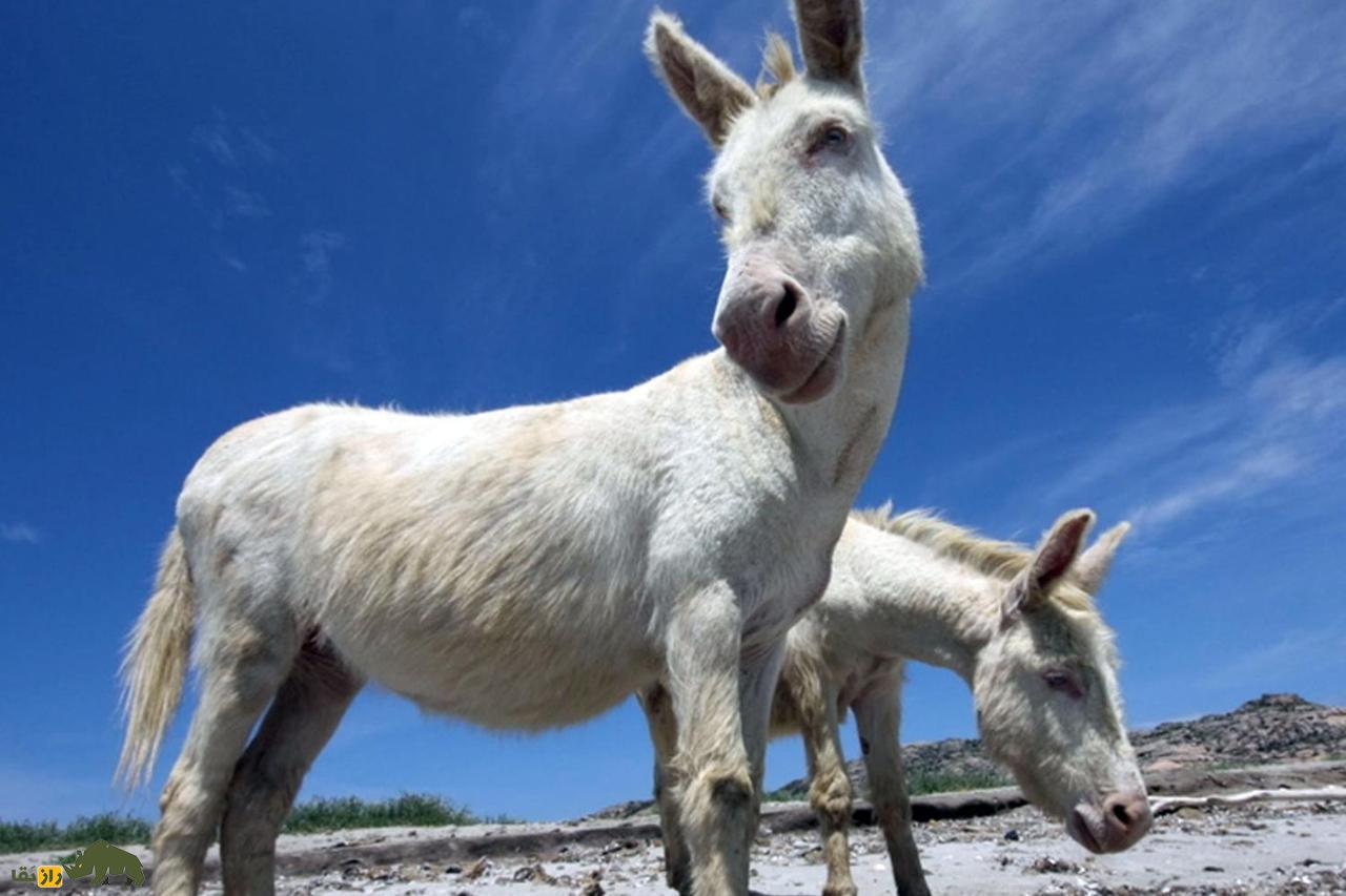خر آسینارا؛ خر وحشی ایتالیایی کاملا سفید با چشمان آبی که نمونه آن فقط در افسانه‌ها وجود دارد