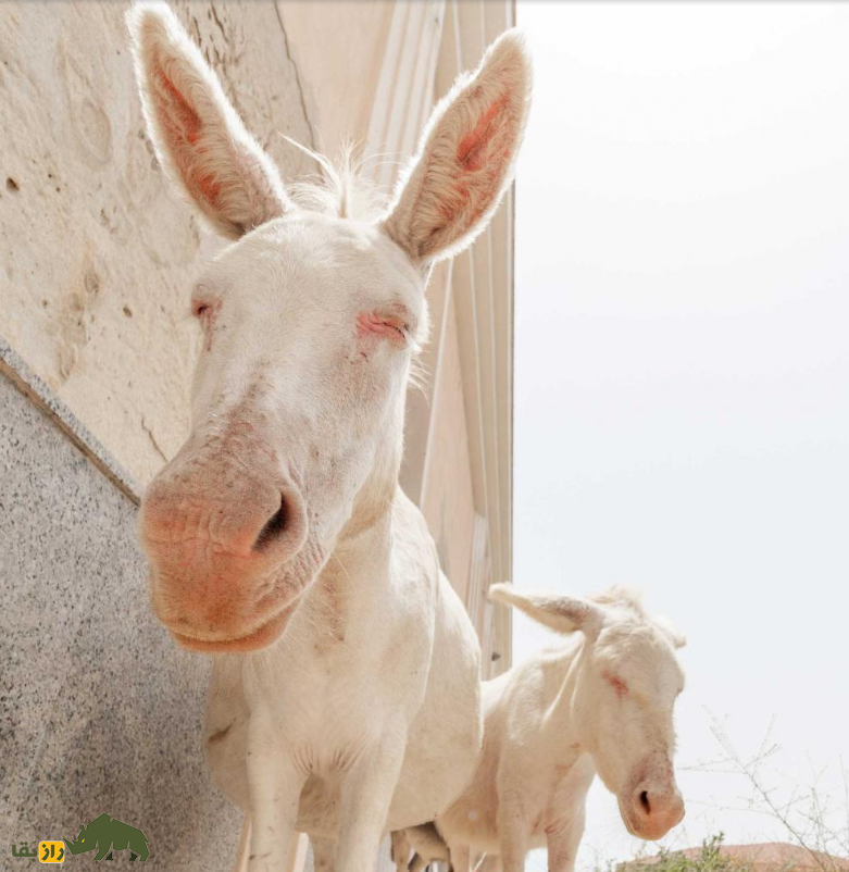 خر آسینارا؛ خر وحشی ایتالیایی کاملا سفید با چشمان آبی که نمونه آن فقط در افسانه‌ها وجود دارد