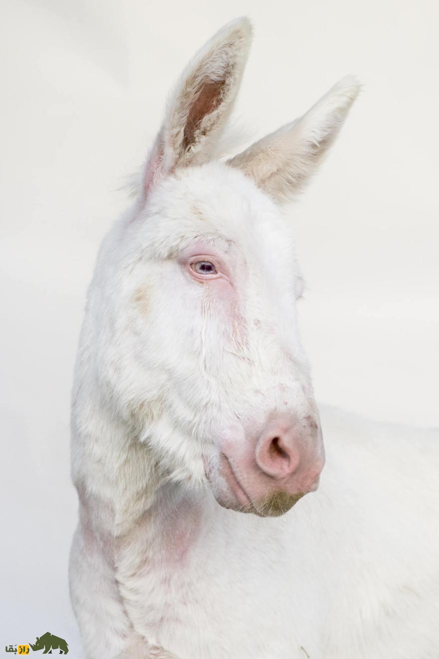 خر آسینارا؛ خر وحشی ایتالیایی کاملا سفید با چشمان آبی که نمونه آن فقط در افسانه‌ها وجود دارد