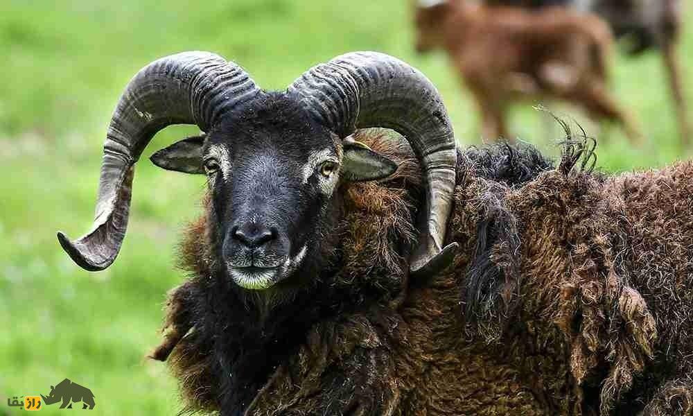 گوسفند سوای؛ گوسفند اسکاتلندی که کوچکترین و وحشی‌ترین گوسفند دنیاست