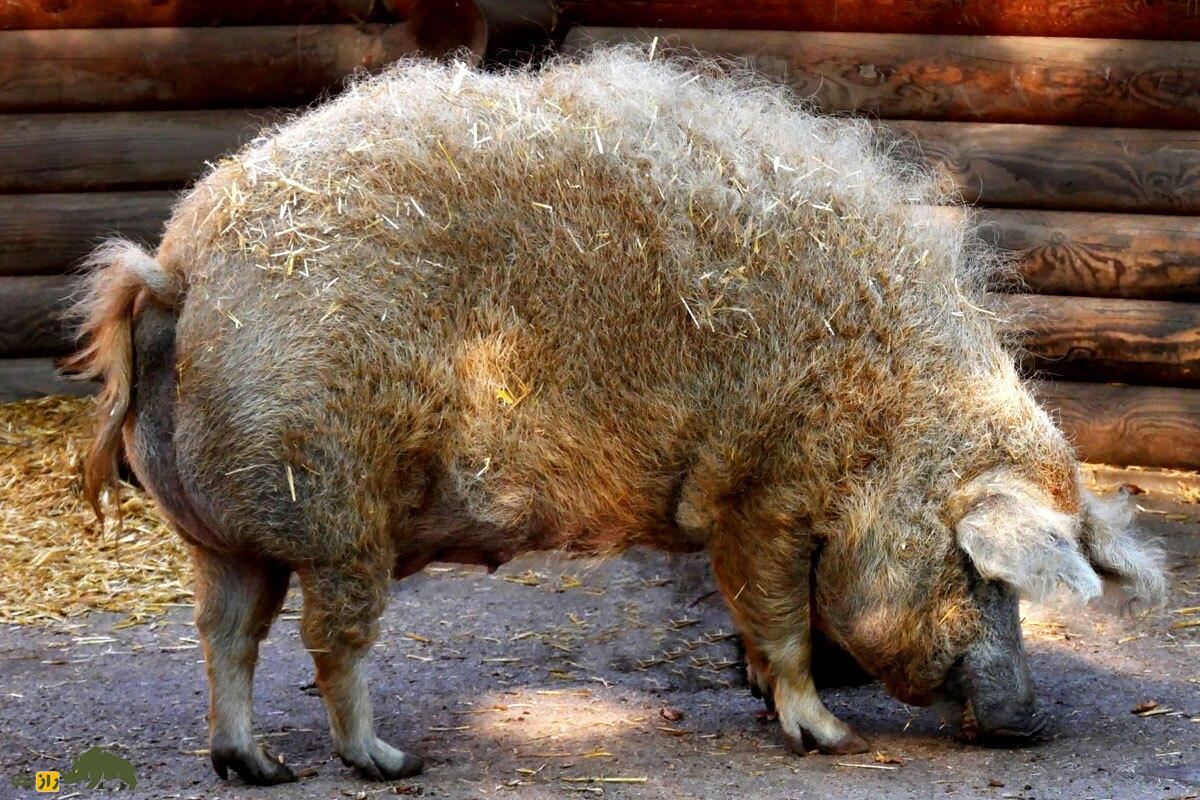 «مانگالیتسا»؛ حیوانی مرموز و باستانی که حاصل جفت‌گیری گوسفند و خوک ماده است!