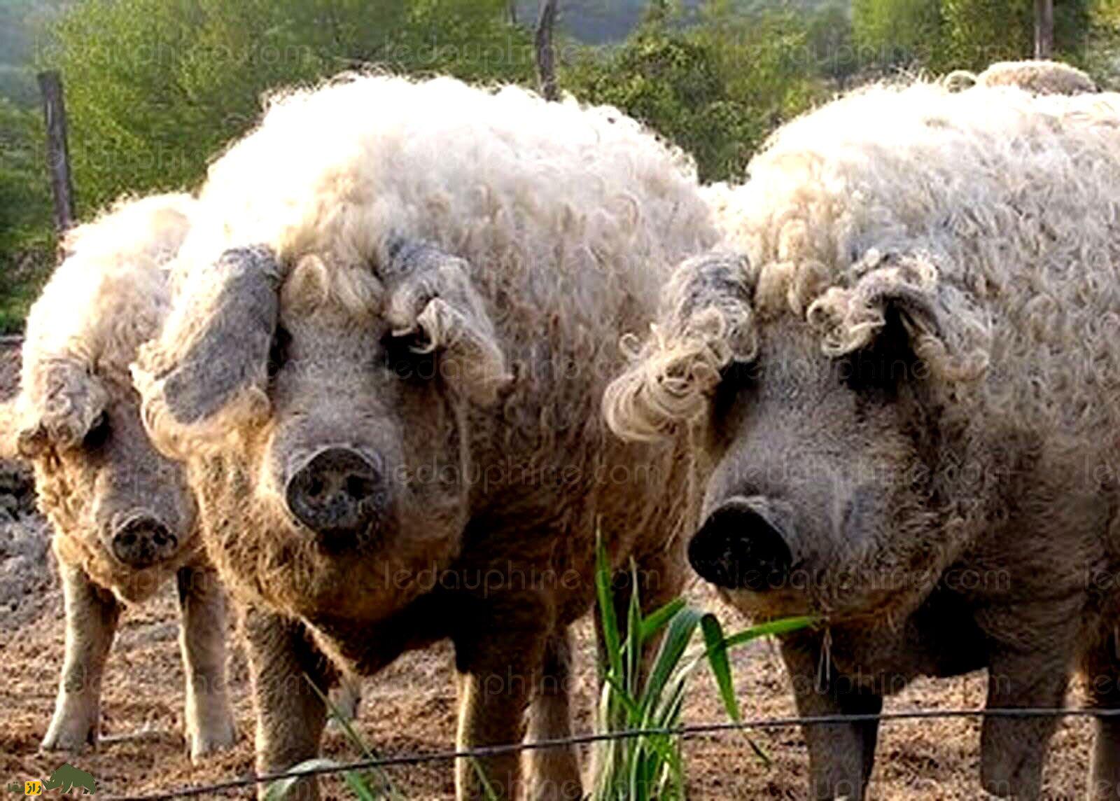 «مانگالیتسا»؛ حیوانی مرموز و باستانی که حاصل جفت‌گیری گوسفند و خوک ماده است!