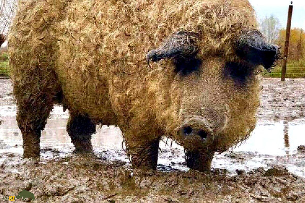 «مانگالیتسا»؛ حیوانی مرموز و باستانی که حاصل جفت‌گیری گوسفند و خوک ماده است!