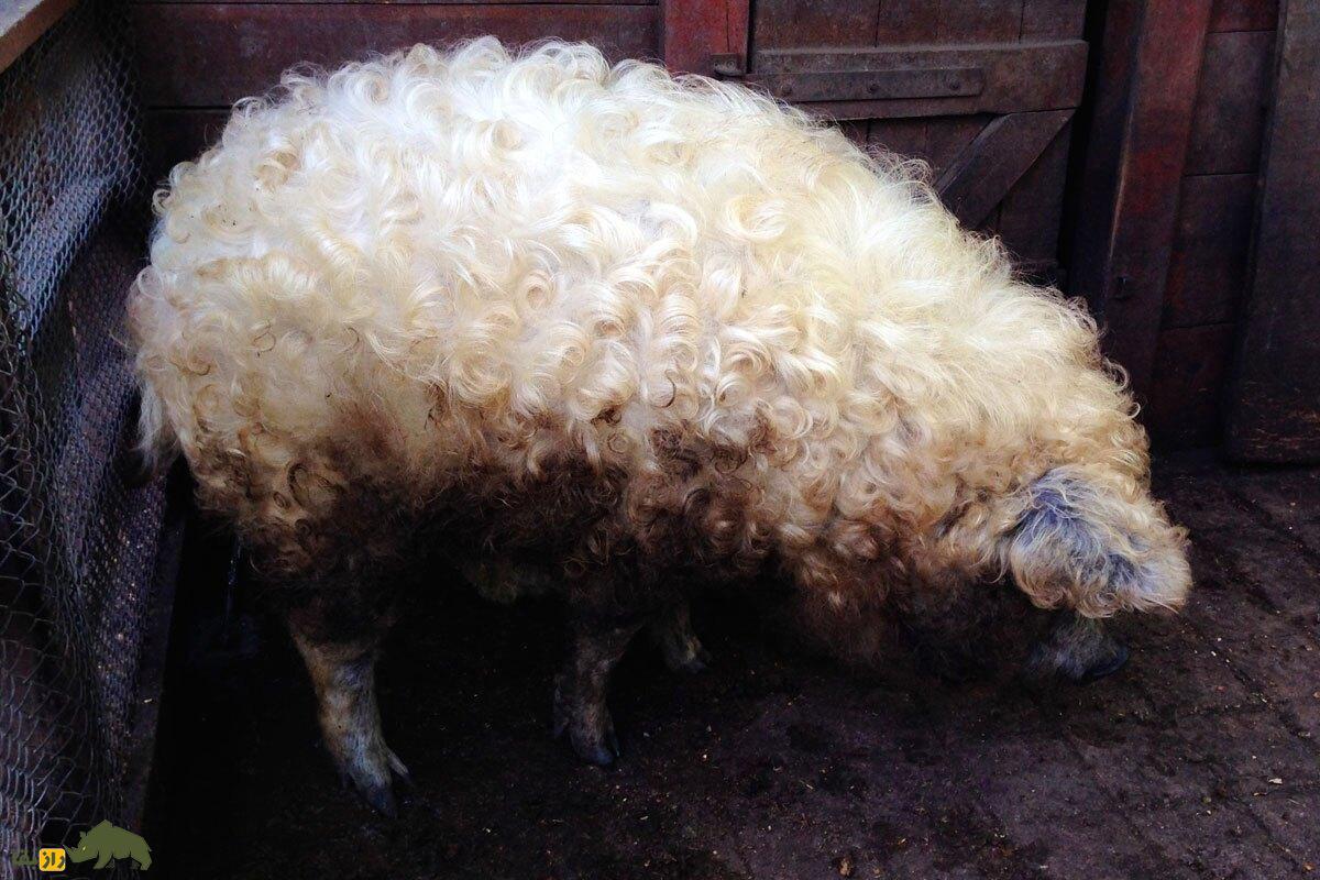 «مانگالیتسا»؛ حیوانی مرموز و باستانی که حاصل جفت‌گیری گوسفند و خوک ماده است!