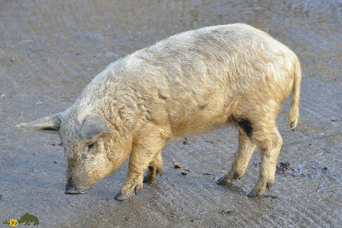 «مانگالیتسا»؛ حیوانی مرموز و باستانی که حاصل جفت‌گیری گوسفند و خوک ماده است!