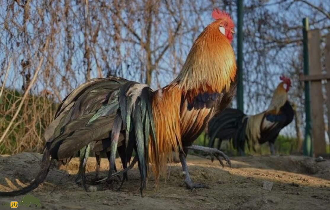 مرغ و خروس فونیکس؛ مرغ آلمانی با ریشه ژاپنی که منقارش شبیه شاخ است مرغ و خروس فونیکس؛ مرغ آلمانی با ریشه ژاپنی که منقارش شبیه شاخ است