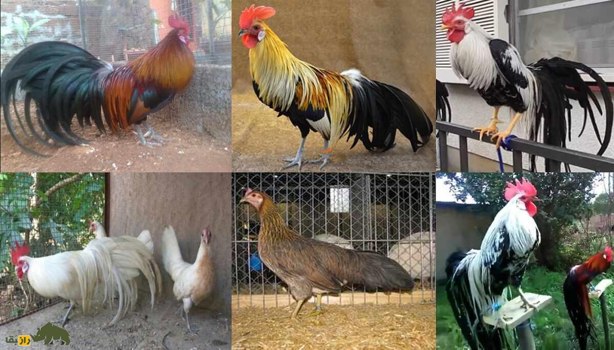 مرغ و خروس فونیکس؛ مرغ آلمانی با ریشه ژاپنی که منقارش شبیه شاخ است مرغ و خروس فونیکس؛ مرغ آلمانی با ریشه ژاپنی که منقارش شبیه شاخ است