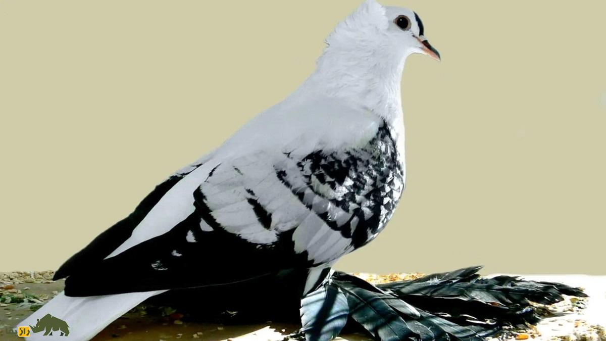 کبوتر ساکسون؛ کبوتر آلمانی با پاهای عجیب و باورنکردنی که انسان را یاد هنر رنسانس میاندازد کبوتر ساکسون؛ کبوتر آلمانی با پاهای عجیب و باورنکردنی که انسان را یاد هنر رنسانس میاندازد