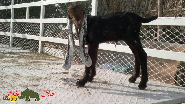 بز حجازی یا الزَرایبی؛ بزی با کله گرد و کوچک و گوش دراز که مردم عربستان عاشقش هستند