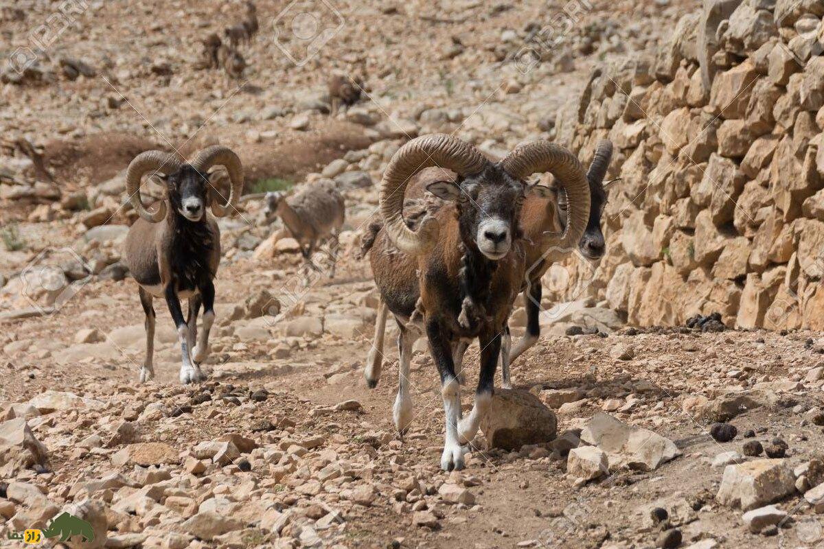 «موفلون»؛ این گوسفند اصفهانی پدربزرگ همه گوسفندان جهان است!