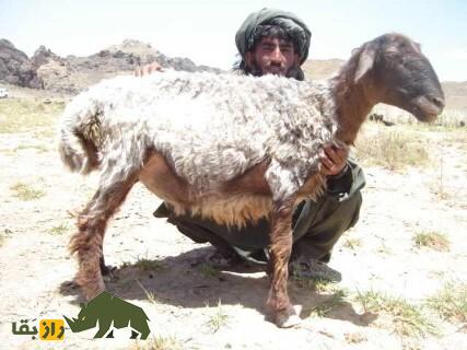 گوسفند وزیری؛ گوسفند پشمی معروف به «تورقوزی» که مردم فقیر وزیرستان را نجات داد گوسفند وزیری؛ گوسفند پشمی معروف به «تورقوزی» که مردم فقیر وزیرستان را نجات داد
