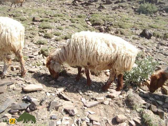 گوسفند وزیری؛ گوسفند پشمی معروف به «تورقوزی» که مردم فقیر وزیرستان را نجات داد گوسفند وزیری؛ گوسفند پشمی معروف به «تورقوزی» که مردم فقیر وزیرستان را نجات داد