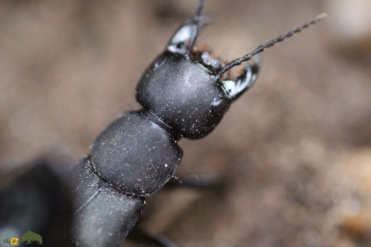 اسب شیطان؛ سوسک ترسناک و بدبوی شبیه عقرب که شیطان سوارش می‌شود