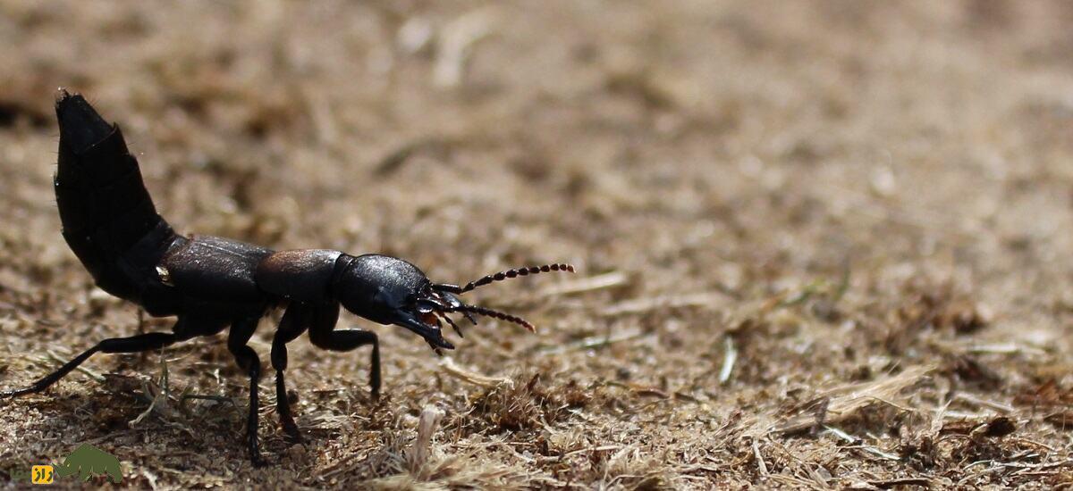 اسب شیطان؛ سوسک ترسناک و بدبوی شبیه عقرب که شیطان سوارش می‌شود